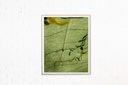 Flora 001